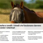 Mosche e cavalli: i rimedi che funzionano davvero secondo i veterinari