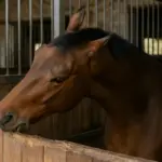 Cavallo che rode il legno del box: il segnale che anticipa altri vizi correlati