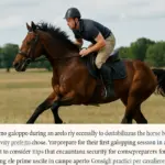 Galoppo controllato in campo aperto: l’errore di postura che destabilizza il cavallo
