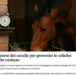 Alimentazione del cavallo per prevenire le coliche: gli orari che contano