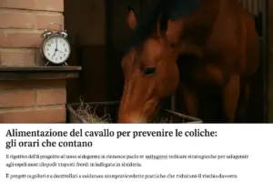 Alimentazione del cavallo per prevenire le coliche: gli orari che contano