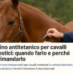 Vaccino antitetanico per cavalli domestici: quando farlo e perché non rimandarlo