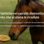Dieta e laminite nel cavallo domestico: l’alimento che scatena le ricadute