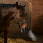 Tosse persistente nel cavallo in stalla: il segnale che anticipa guai seri