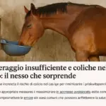 Abbeveraggio insufficiente e coliche nel cavallo: il nesso che sorprende