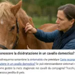 Disidratazione nel cavallo anziano: i segnali che il proprietario nota per primo