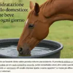 Acqua e idratazione del cavallo domestico: quanto ne beve davvero ogni giorno