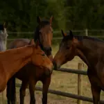 Introdurre un cavallo in un gruppo già formato: i passi che evitano conflitti