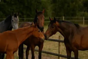 Introdurre un cavallo in un gruppo già formato: i passi che evitano conflitti