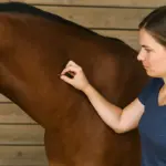 Test del pizzicotto sulla pelle del cavallo: cosa rivela davvero sulla disidratazione
