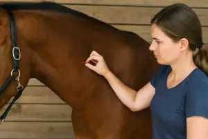Test del pizzicotto sulla pelle del cavallo: cosa rivela davvero sulla disidratazione