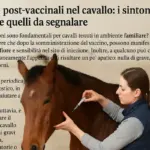 Reazioni post-vaccinali nel cavallo: i sintomi normali e quelli da segnalare