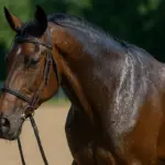 Cavallo sudato dopo l’allenamento: quando reintegrare i liquidi è urgente