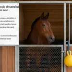 Come reagisce il cavallo al nuovo box: i segnali che indicano buon adattamento