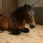Lettiera adatta al cavallo con laminite: il materiale che allevia il dolore ai piedi