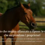 Cavallo che respira affannato a riposo: le cause che sorprendono i proprietari